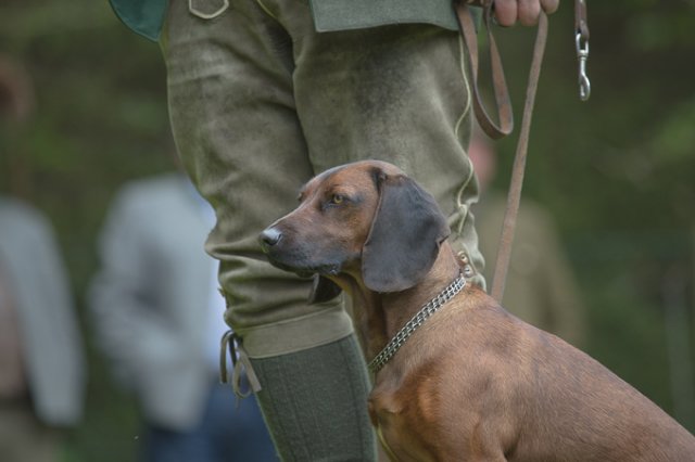 Hundepräsentation 2019